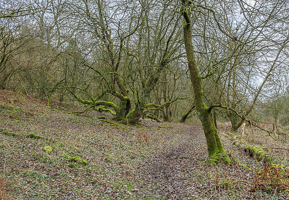Clough Wood